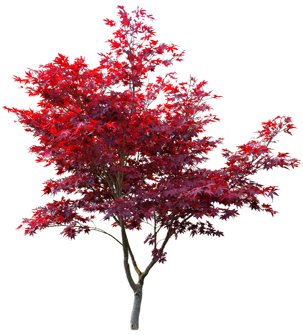 Arbre rouge
